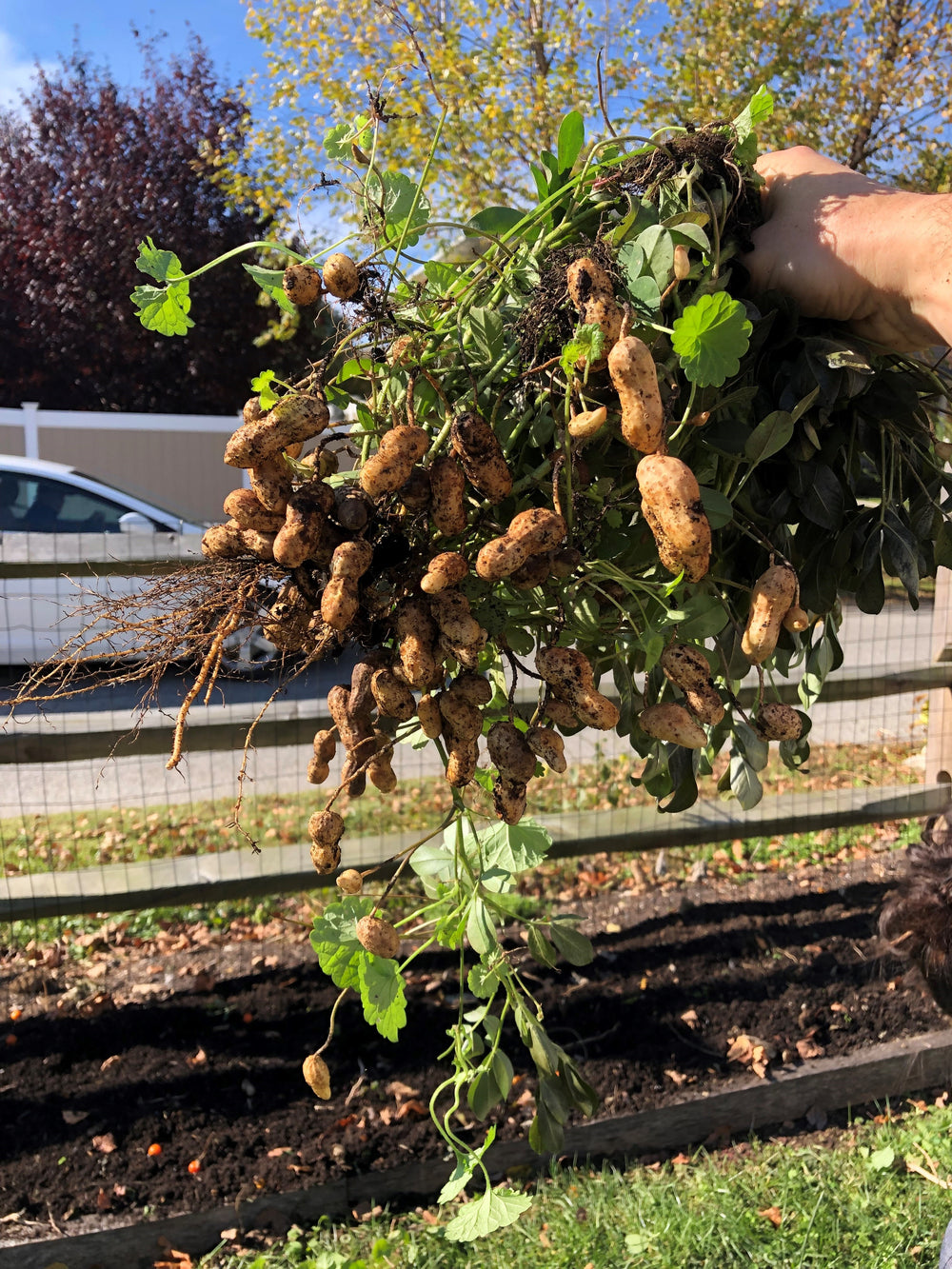 Living Soil Nutrient Pack