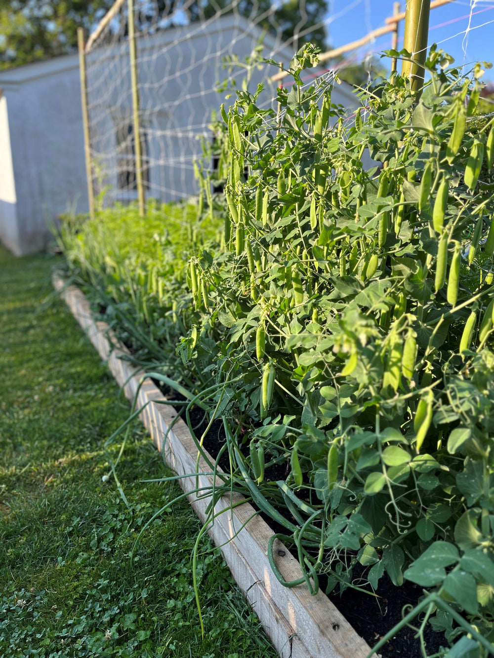 Living Soil Nutrient Pack