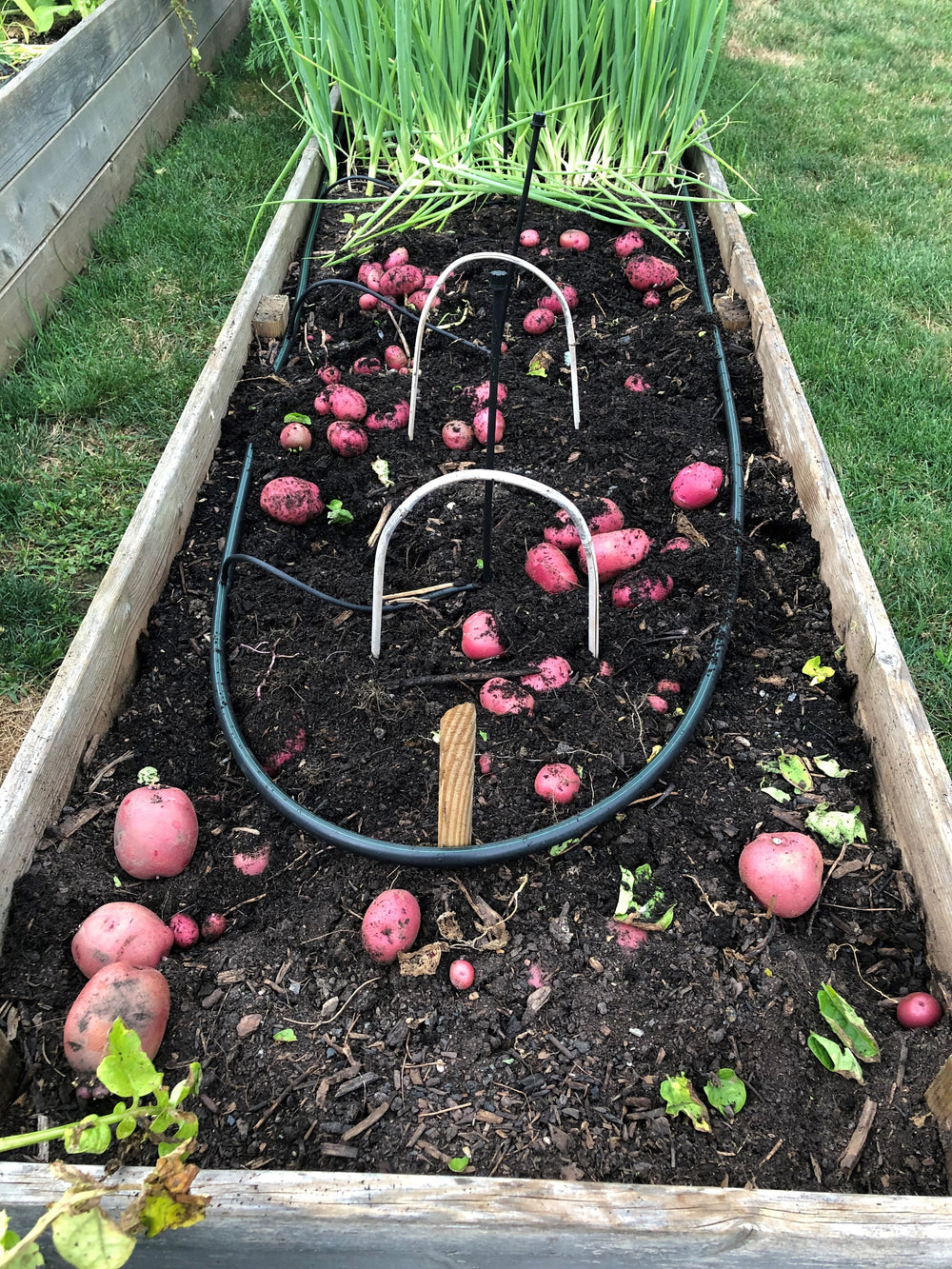 Living Soil Nutrient Pack